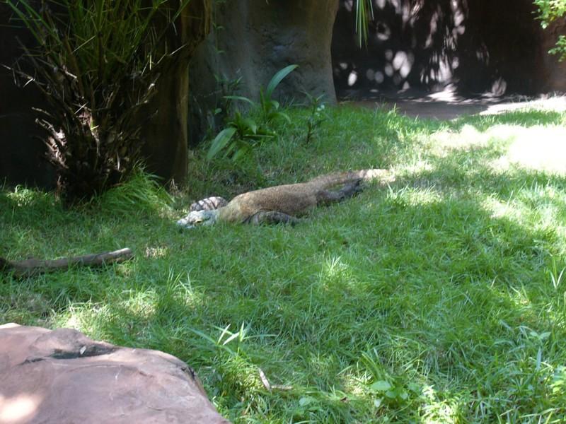 Komodo Dragon.JPG